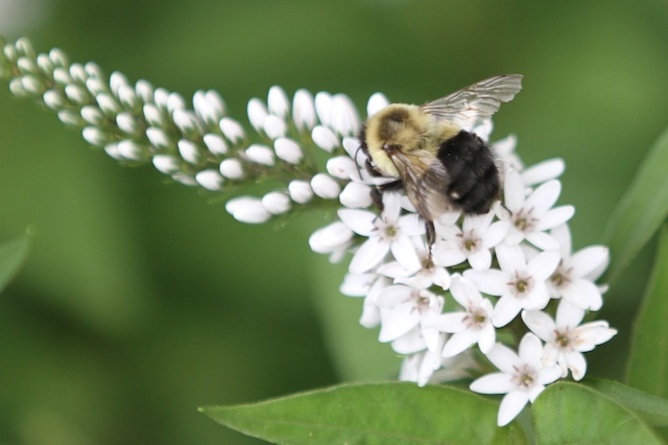 Bumble bee. Photo credit: dnydick, CC BY-NC
