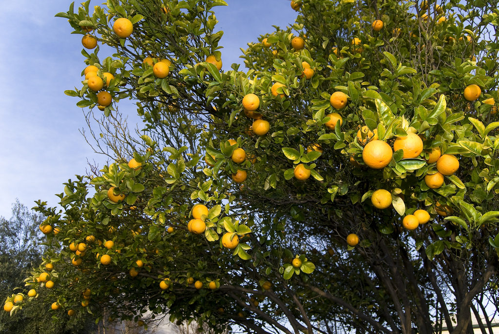 Oranges01