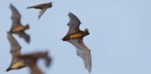 Can Bats Reduce Nut Farmers' Pesticide Use?
