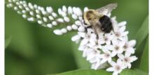Bee battles: why our native pollinators are losing the war