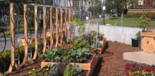 Pioneering San Diego Business Builds Urban Edible Landscapes